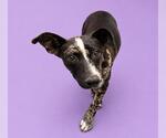 Small #1 Catahoula Leopard Dog Mix