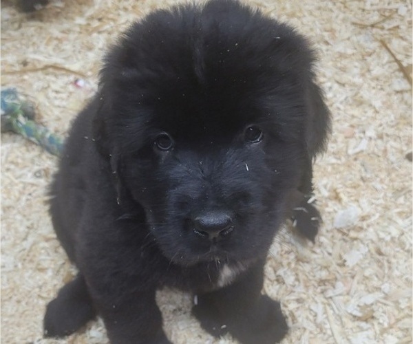 Medium Photo #2 Tibetan Mastiff Puppy For Sale in PRINCETON, MN, USA
