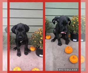Great Dane Puppy for sale in W WINDSOR, NY, USA