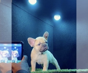 French Bulldog Puppy for sale in GROVETOWN, GA, USA