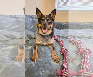 Pug-Unknown Mix Dogs for adoption in Rockaway, NJ, USA