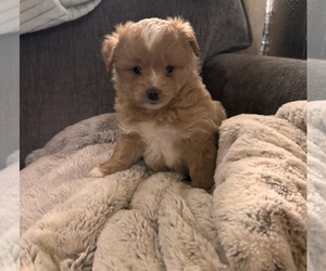 Aussiedoodle Miniature  Puppy for sale in LONGVIEW, TX, USA