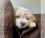 Small #2 Cavanese