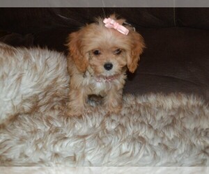 Cavalier King Charles Spaniel-Poodle (Toy) Mix Puppy for sale in WARRENSBURG, MO, USA