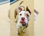Small American Pit Bull Terrier