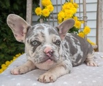 Small Photo #19 French Bulldog Puppy For Sale in GOSHEN, IN, USA
