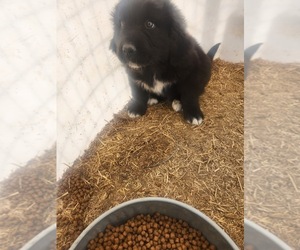 Newfoundland Puppy for sale in HURON, SD, USA