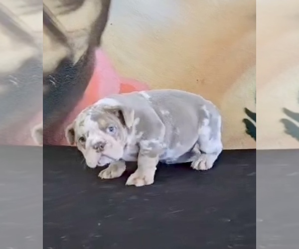 Medium Photo #15 English Bulldog Puppy For Sale in LONG BEACH, CA, USA