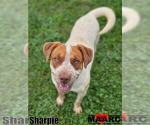 Chinese Shar-Pei Dogs for adoption in Maryville, TN, USA