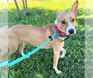 Mutt Dogs for adoption in Sacramento, CA, USA