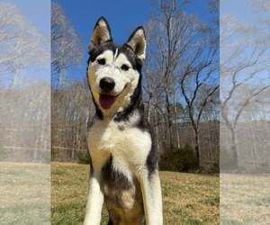 Siberian Husky Dogs for adoption in Randleman , NM, USA