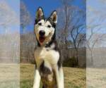 Small #2 Siberian Husky