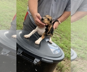 Beagle Puppy for Sale in hazlehurst, Georgia USA