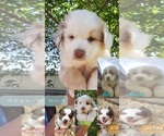 Small Photo #1 Australian Shepherd Puppy For Sale in SAN BERNARDINO, CA, USA
