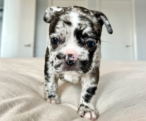 French Bulldog Litter for sale in MIAMI, FL, USA