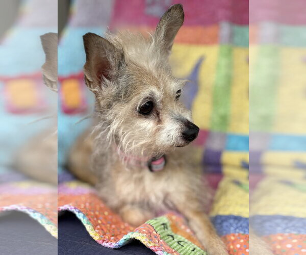 Medium Photo #4 Mutt Puppy For Sale in Wheaton, IL, USA