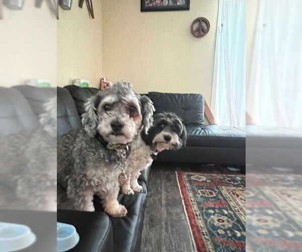 Medium Photo #3 Poovanese Puppy For Sale in Oakhurst, NJ, USA