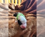 Small #3 Sheepadoodle