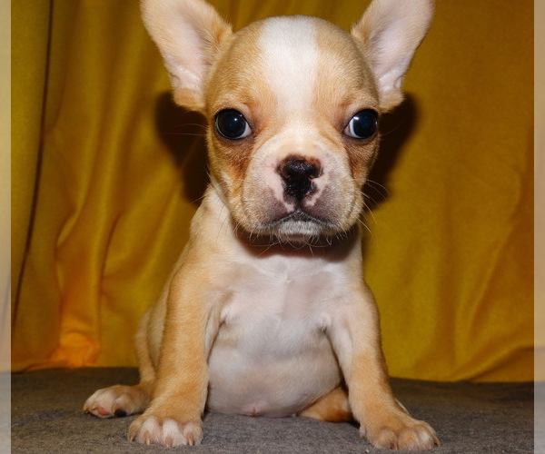 Medium Photo #10 French Bulldog Puppy For Sale in VERONA, MO, USA