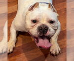 Small American Bulldog-French Bulldog Mix