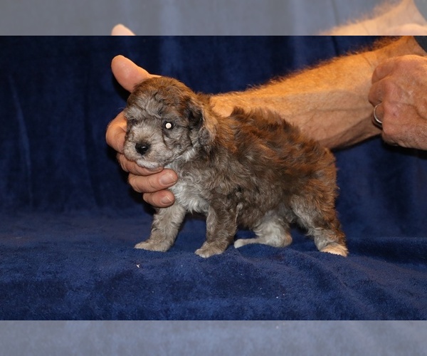Medium Photo #11 Poodle (Toy) Puppy For Sale in DYERSBURG, TN, USA