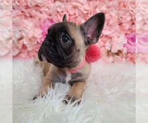 French Bulldog Puppy for sale in PORT READING, NJ, USA