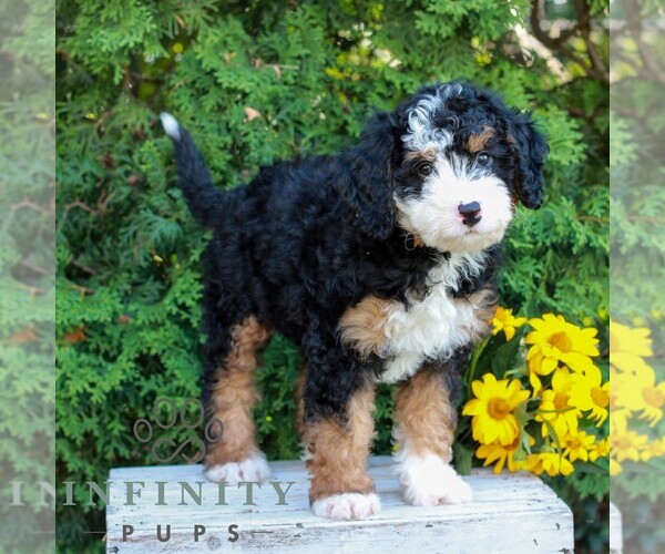 Medium Photo #3 Bernedoodle (Miniature) Puppy For Sale in LITITZ, PA, USA