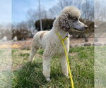 Small #6 Poodle (Standard)