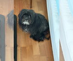 Small #6 Shih Tzu Mix