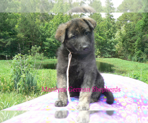 Medium Photo #5 German Shepherd Dog Puppy For Sale in PIEDMONT, MO, USA