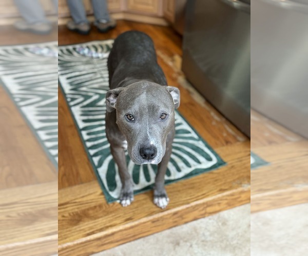 Medium Photo #4 Mutt Puppy For Sale in Woodbury, NY, USA