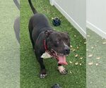 Small #5 American Pit Bull Terrier Mix
