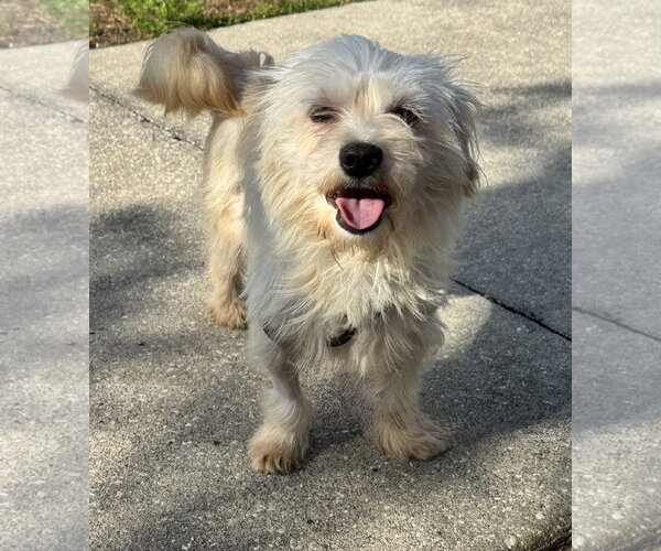 Medium Photo #1 Shih-Poo Puppy For Sale in Sanford, FL, USA