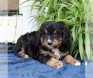 Bernedoodle (Miniature) Puppy for sale in NARVON, PA, USA