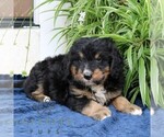 Image preview for Ad Listing. Nickname: Lucky