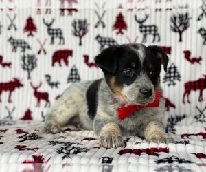 Texas Heeler Puppy for sale in LANCASTER, PA, USA