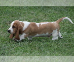 Puppy ABE Basset Hound