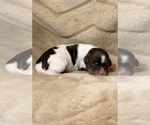 Puppy 3500 Aussiedoodle Miniature 