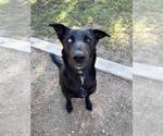 CASSIE - Female German Shepherd Dog-Unknown Mix Dog for Adoption - Small photo