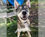 Niles - Male Mutt Dog for Adoption - Small photo