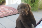 Small #6 Labrador Retriever