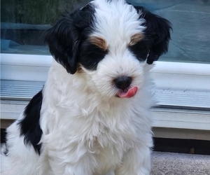 Bernedoodle Puppy for Sale in GREENCASTLE, Pennsylvania USA