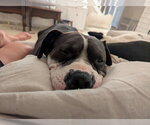 Small #2 American Bulldog-Staffordshire Bull Terrier Mix