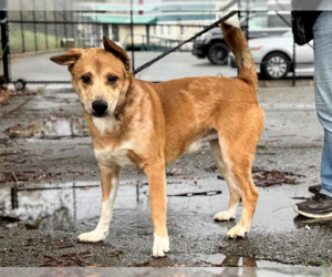 Catahoula Leopard Dog Dogs for adoption in Petaluma, CA, USA