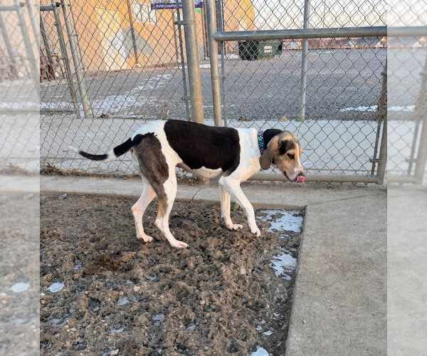 Medium Photo #4 Mutt Puppy For Sale in Pierceton , IN, USA