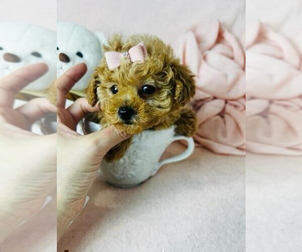 Medium Photo #19 Poodle (Toy) Puppy For Sale in THONOTOSASSA, FL, USA