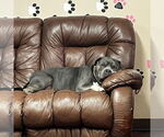 Small #9 American Pit Bull Terrier Mix