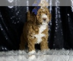 Small Photo #11 Goldendoodle (Miniature) Puppy For Sale in WARSAW, IN, USA