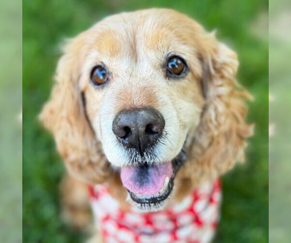 Medium Photo #1 Cocker Spaniel Puppy For Sale in Arlington, VA, USA