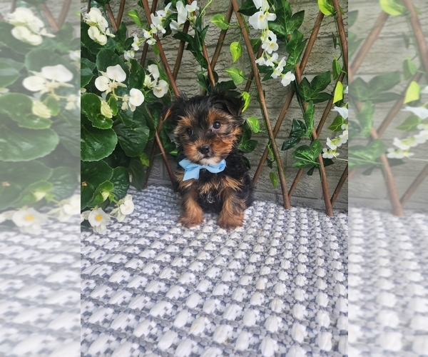 Medium Photo #10 Morkie-Yorkshire Terrier Mix Puppy For Sale in INDIANAPOLIS, IN, USA